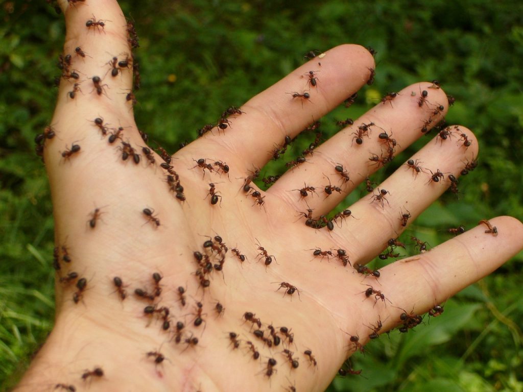 Kauf eines Ameisenhotels 